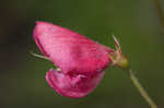 Spiked hoarypea